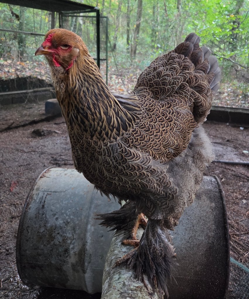 Brahma blauwpatrijs hen, Dieren en Toebehoren, Vrouwelijk, Kip