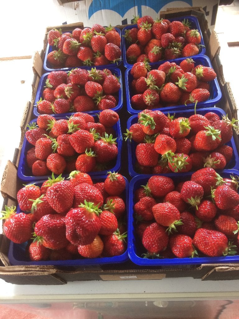 aardbeiplanten Corona, Ophalen, Volle zon, Tweejarig, Zomer