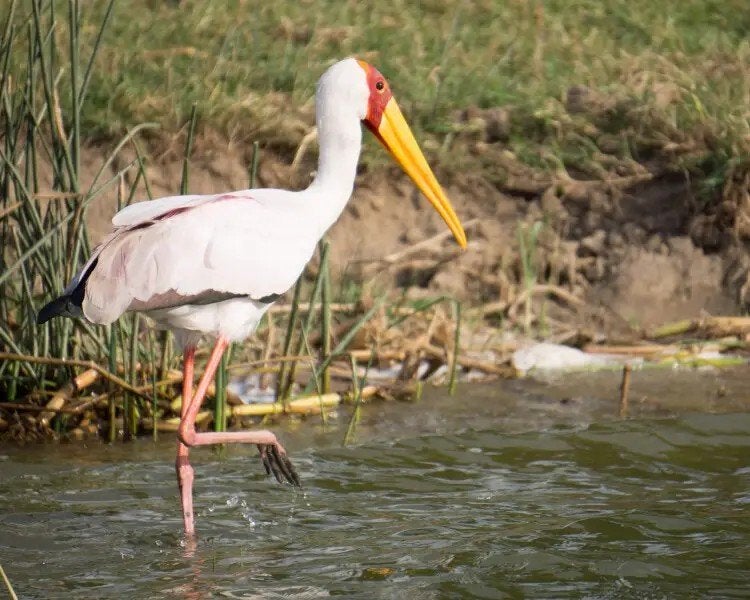 afrikaanse nimmerzat, Dieren en Toebehoren
