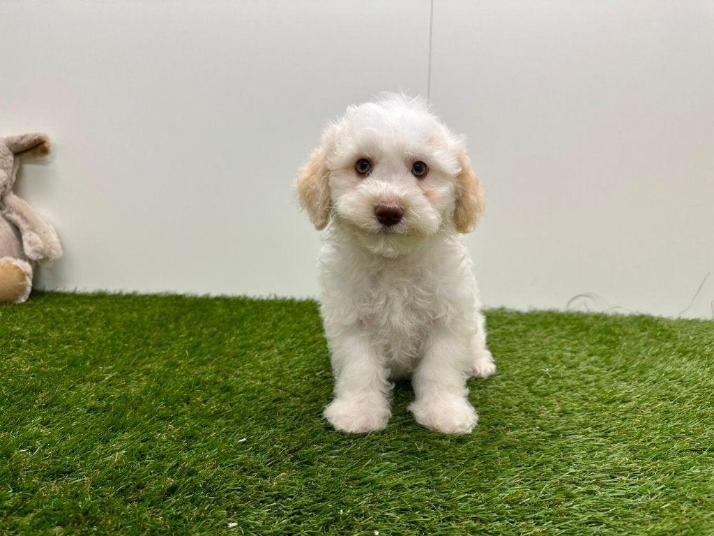 Nestje Havanezer pups, Parvo, België, 8 tot 15 weken, Eén hond
