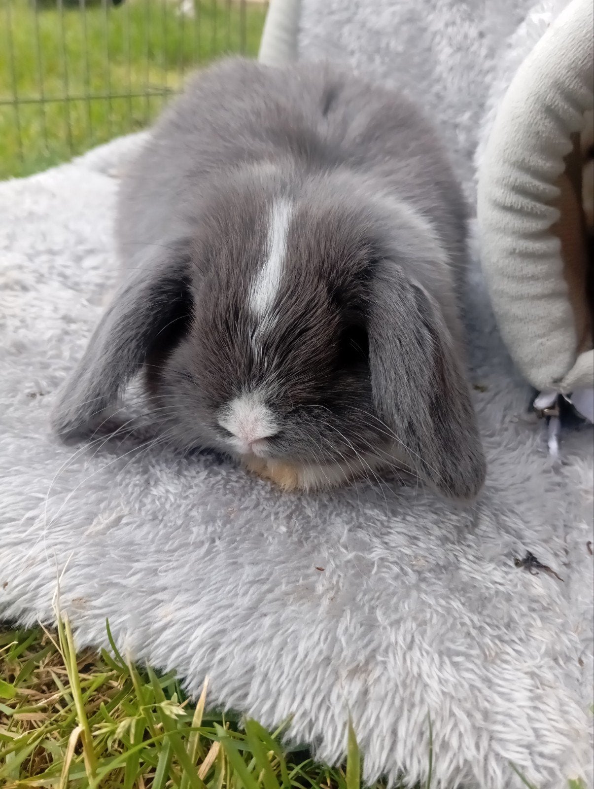Mini lopjes, Dieren en Toebehoren