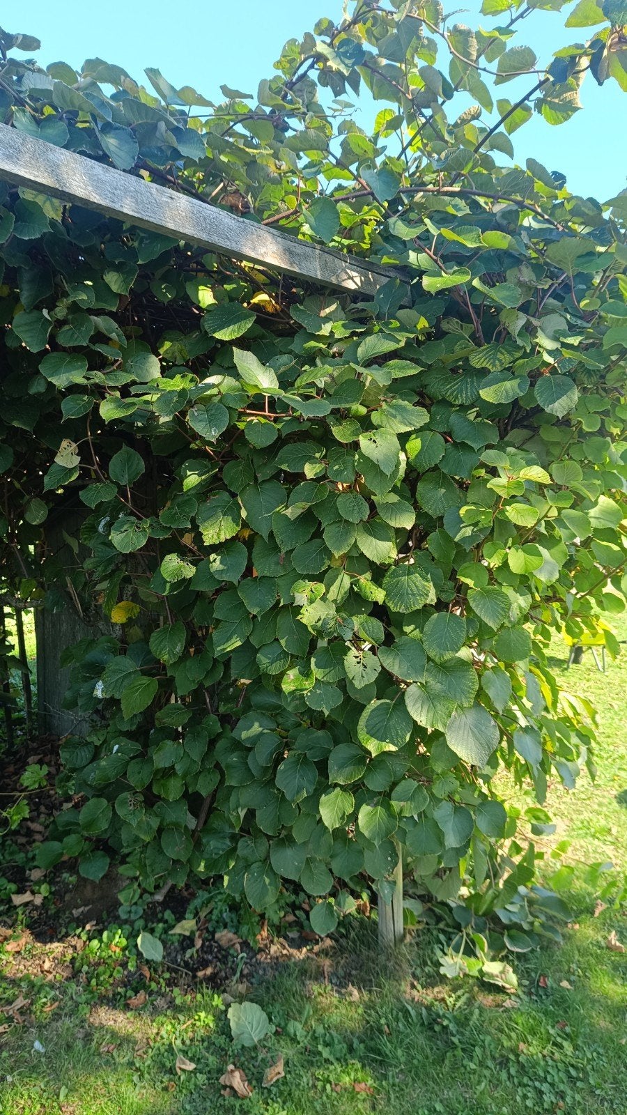 kiwibes struik 10 jaar oud. volledig opgesnoeid, Tuin en Terras, Ophalen, Vaste plant