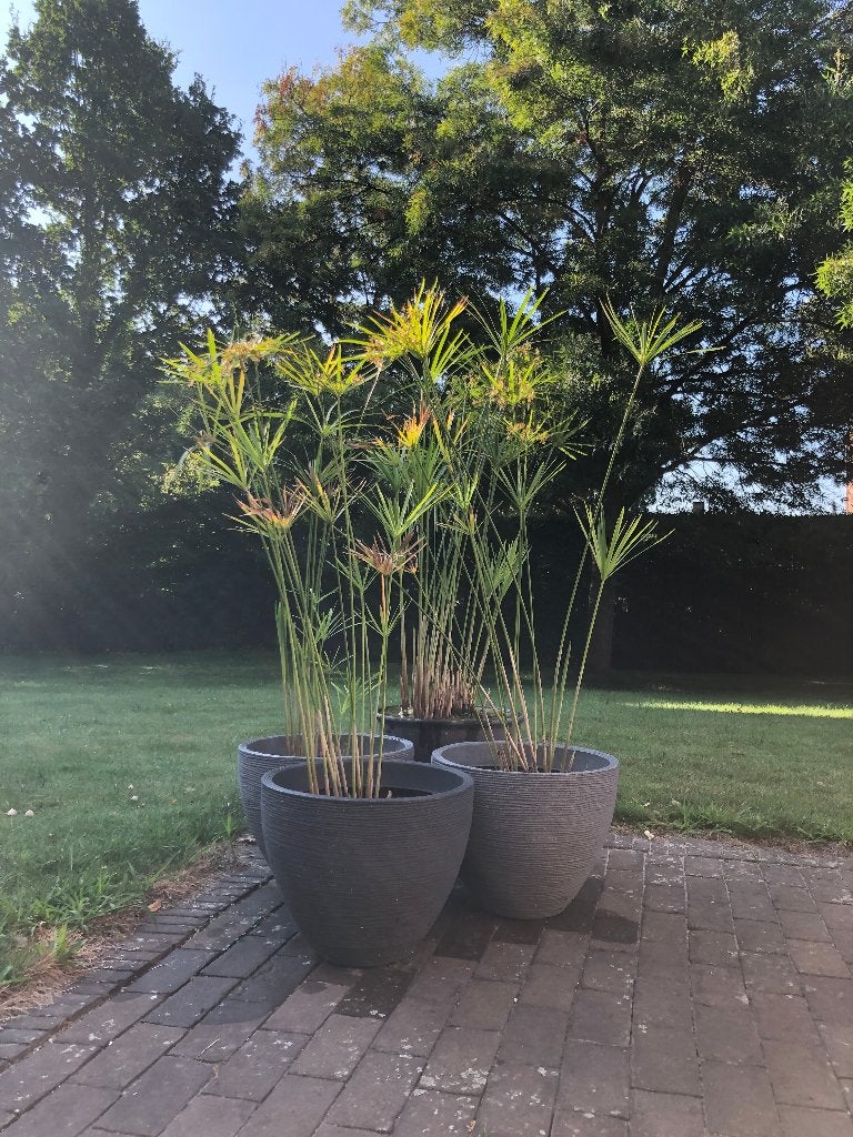 kamerplant exotische papyrus  plant / terras - / vijver -, Bloeiende kamerplant, Ophalen, In pot, 150 tot 200 cm