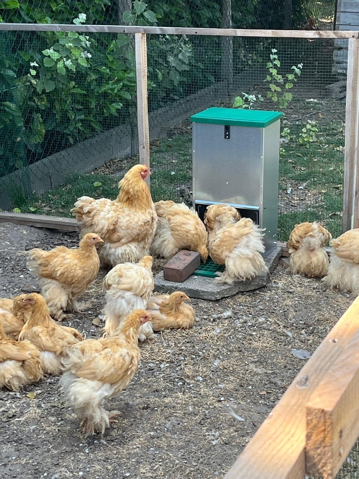 gratis groothoender hanen, Dieren en Toebehoren, Pluimvee