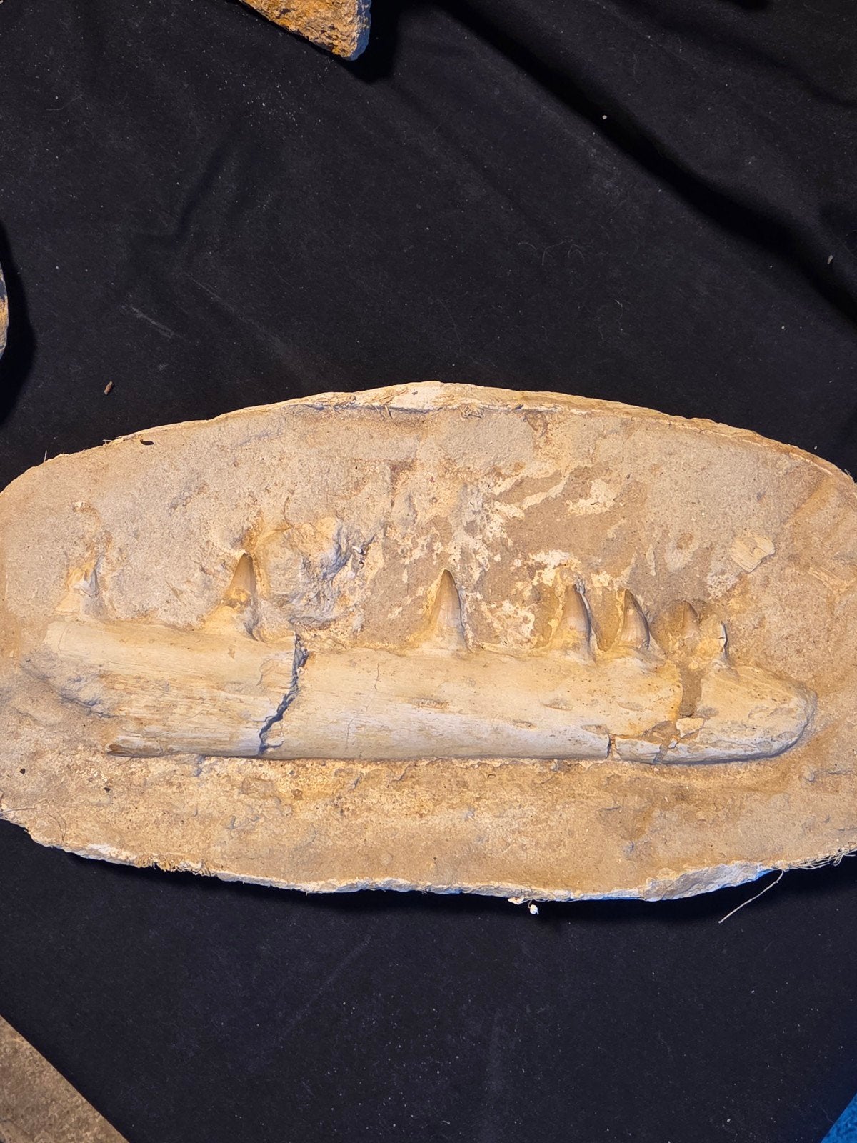 Originele mosasaurus onderkaak, Ophalen of Verzenden