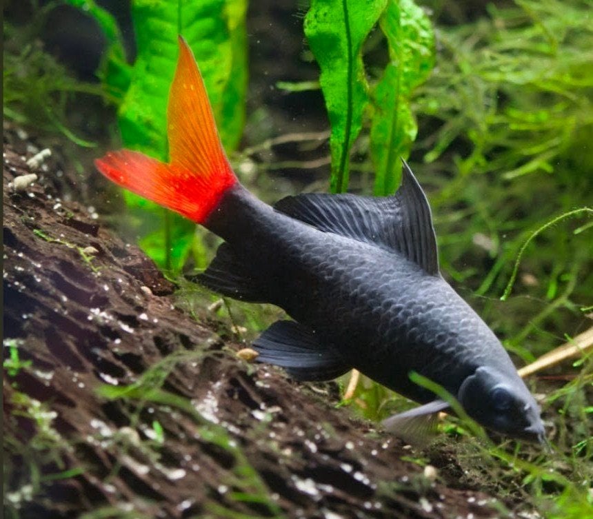 Labeo Bicolor volwassen, Vis, Zoetwatervis