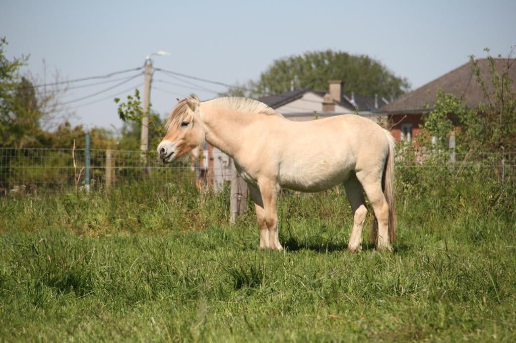 Fjord, Dieren en Toebehoren, Met stamboom, Ruin, 3 tot 6 jaar, Onbeleerd