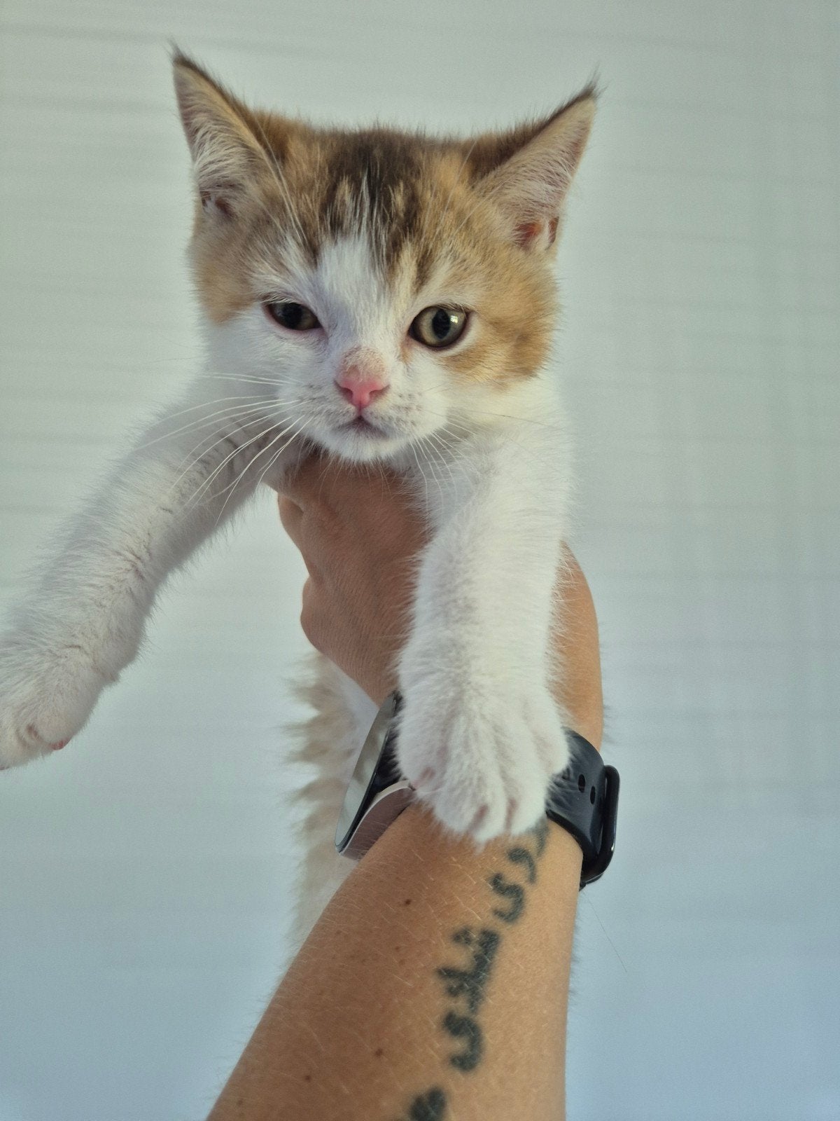 Britse korthaar kittens, Meerdere dieren, Gechipt, 0 tot 2 jaar