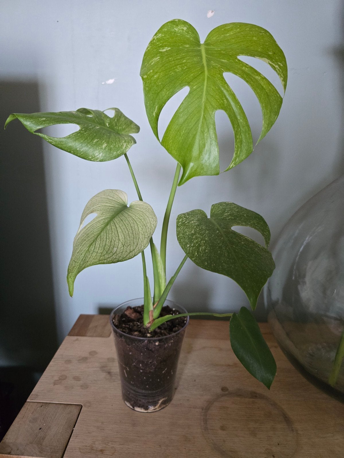 Monstera mint, Enlèvement