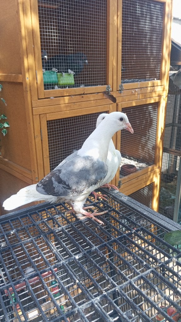 Jonge kleur postduiven, Animaux & Accessoires, Oiseaux | Pigeons, Plusieurs animaux, Pigeon voyageur