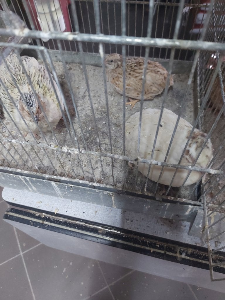 Japanse kwartels, Dieren en Toebehoren, Meerdere dieren, Overige soorten