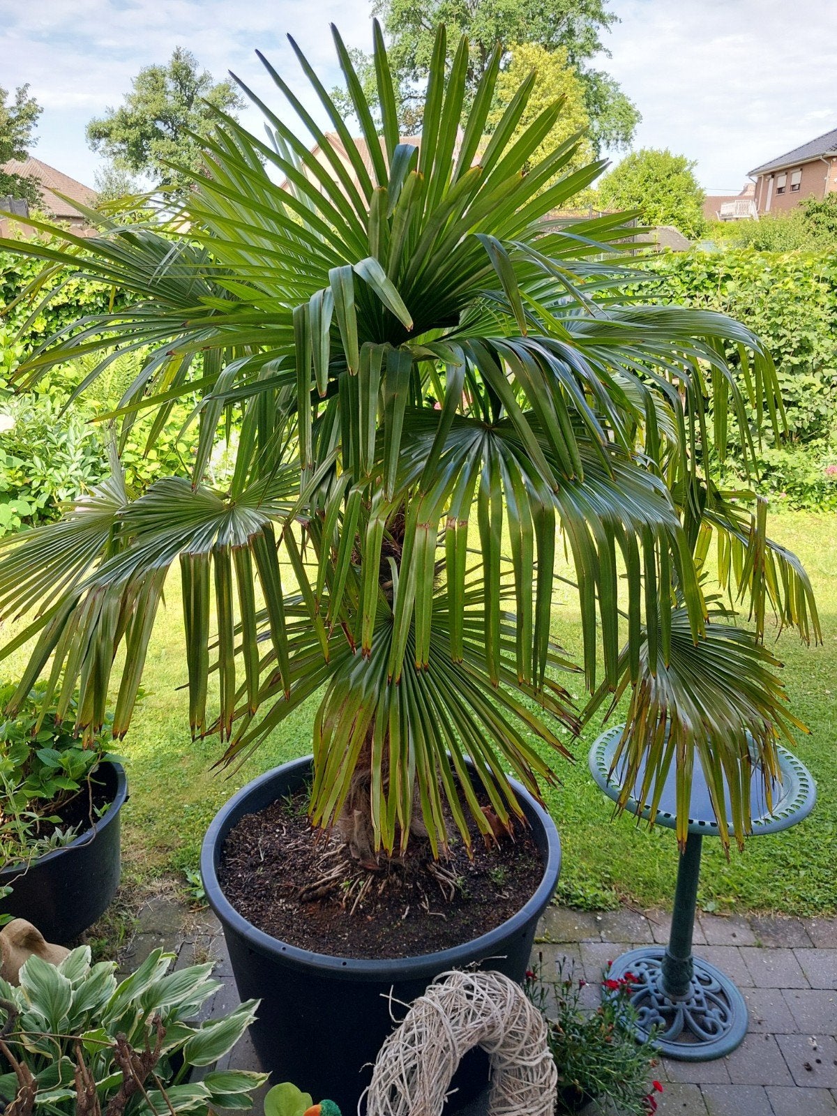 Tronc de 90 cm résistant au palmier (Trachycarpus), cuve XL, Jardin & Terrasse, Bulbes & Semences, Enlèvement