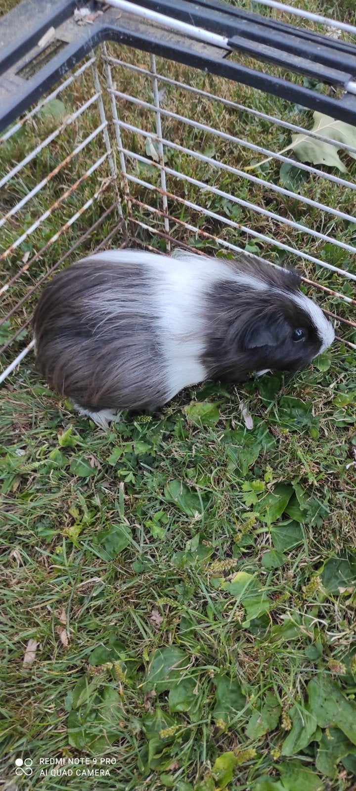 Zwanger zeugje!, Dieren en Toebehoren, Oktober, Vrouwelijk, Cavia