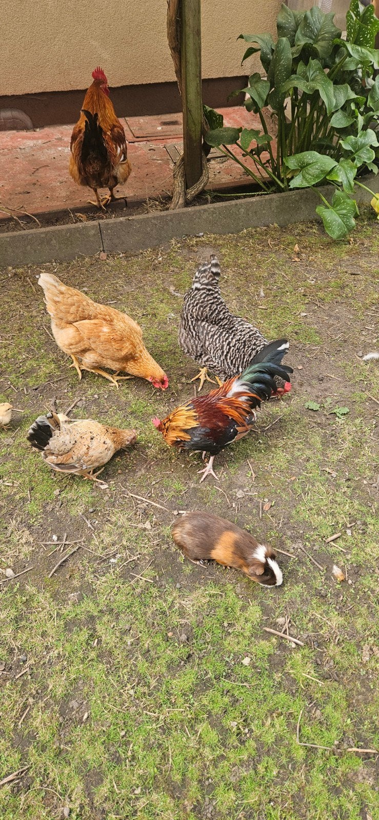 1 poule naine avec 2 poussins
2 coqs n