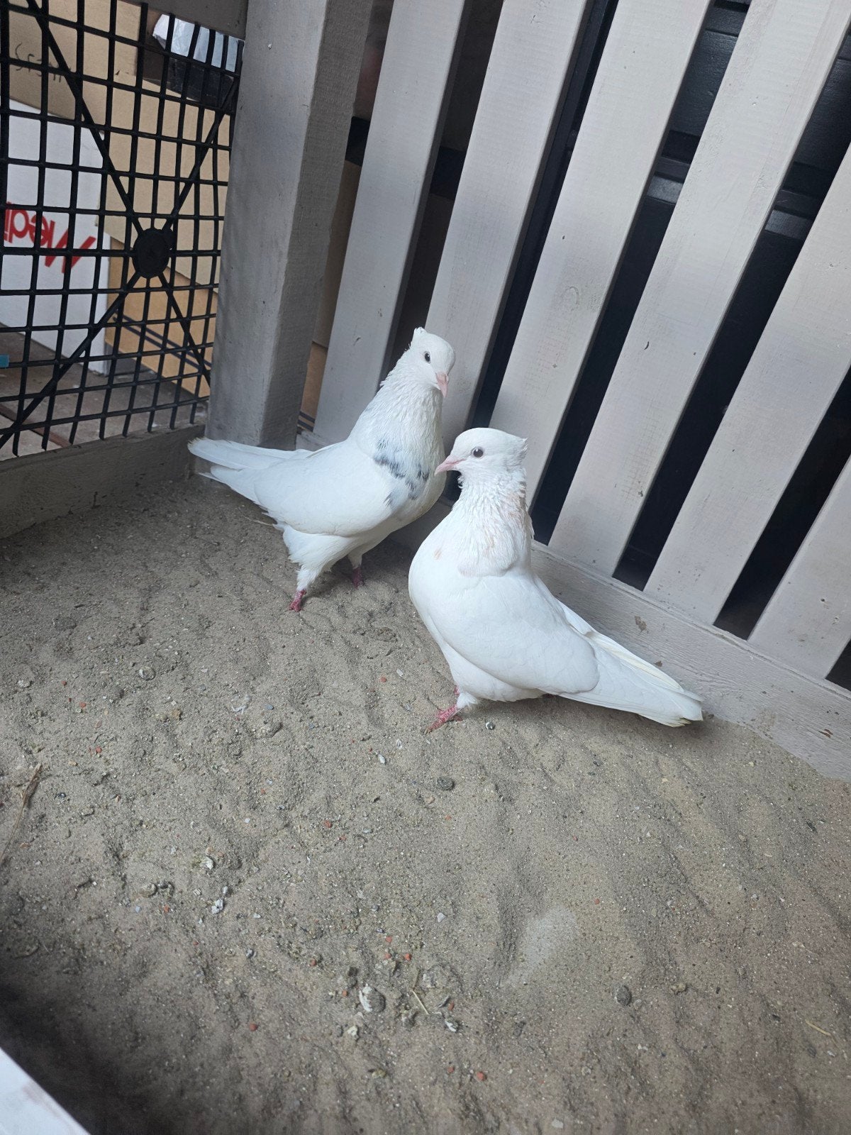 Pigeons Iranien Toghi Soror, Mâle, Autres espèces