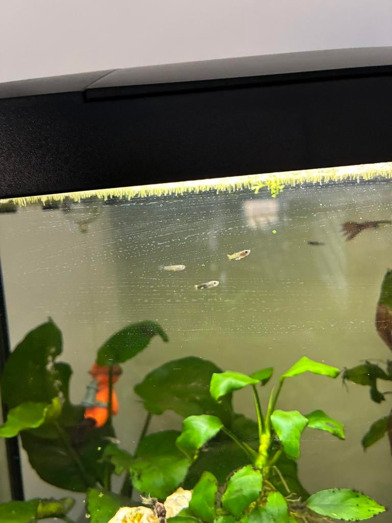 Guppy’s, Dieren en Toebehoren