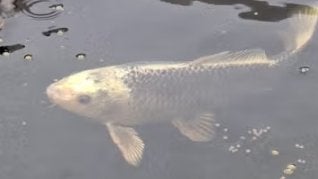 vijvervis, Dieren en Toebehoren, Karper of Koi