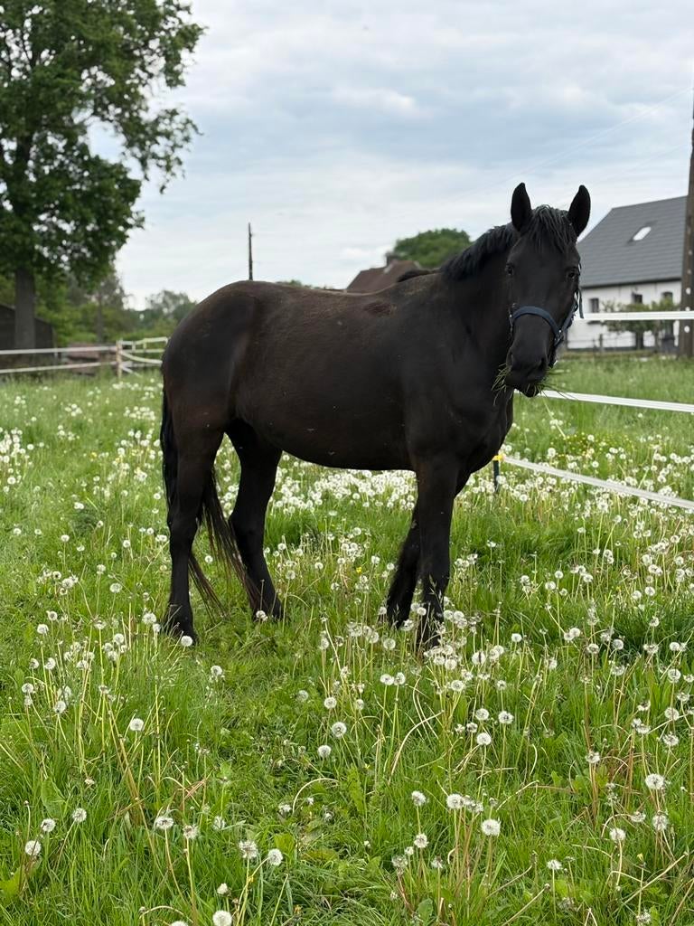 Friese merrie te koop, Dieren en Toebehoren, Merrie, 3 tot 6 jaar, 160 tot 165 cm, Onbeleerd