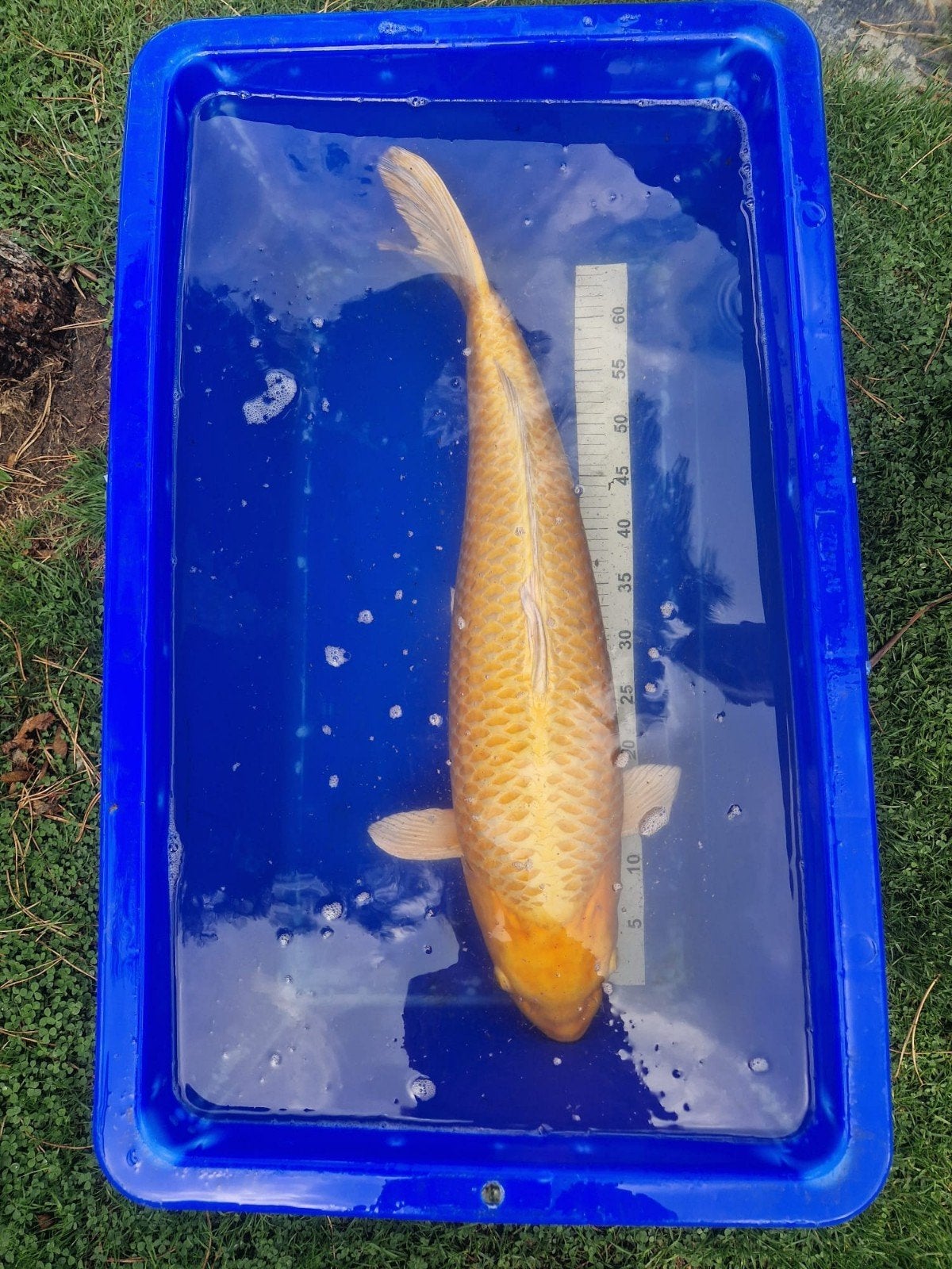 Sublieme Yamabuki 65-70cm