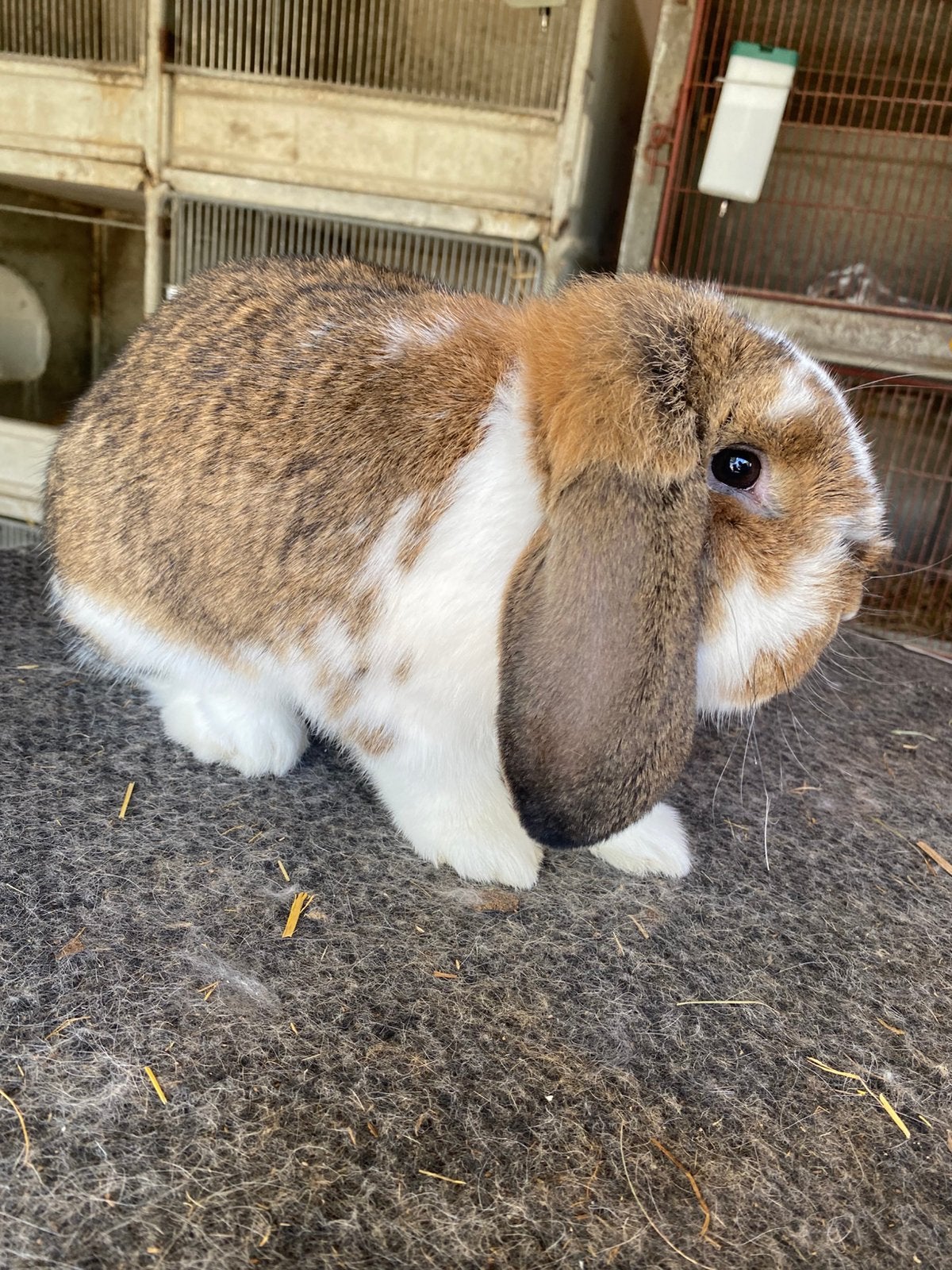 Duitse hangoor konijn, Dieren en Toebehoren, Konijnen, Hangoor