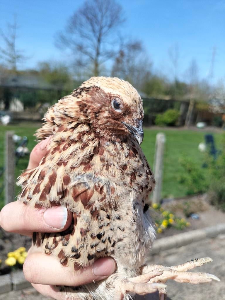 Japanse kwartel haan, Dieren en Toebehoren, Pluimvee