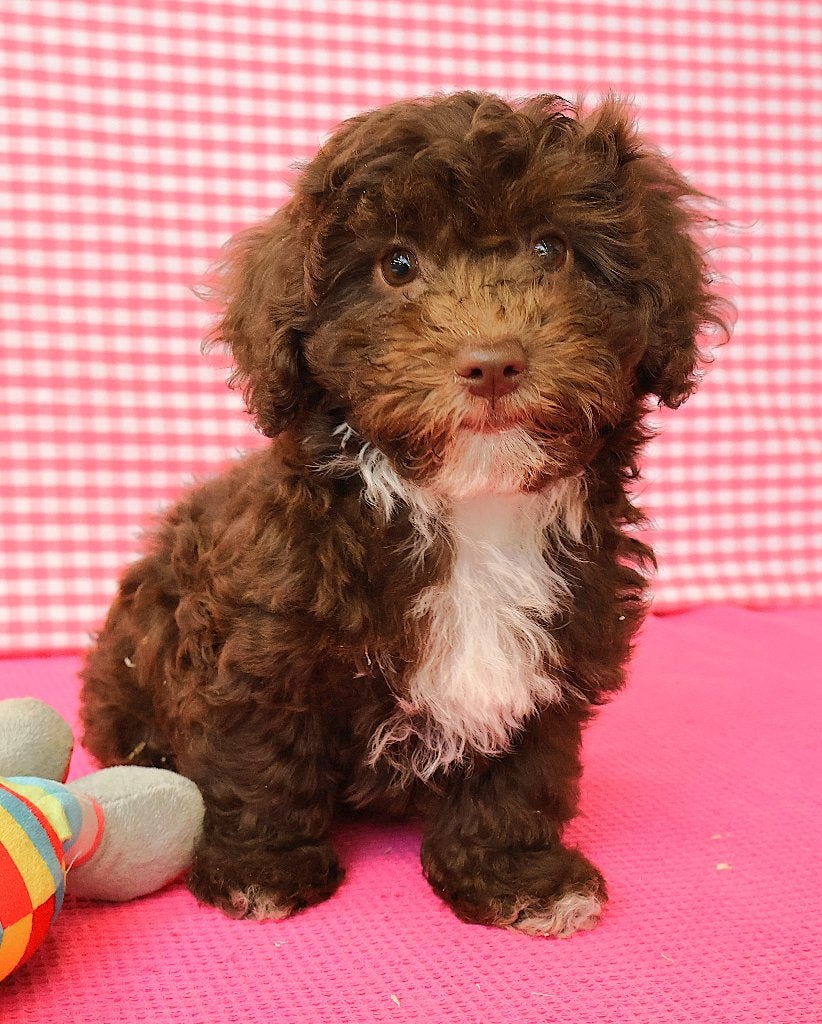 Supermooie Havanezer pups!, 15 semaines à 1 an, Étranger, Hépatite contagieuse (maladie de Rubarth), Autres races