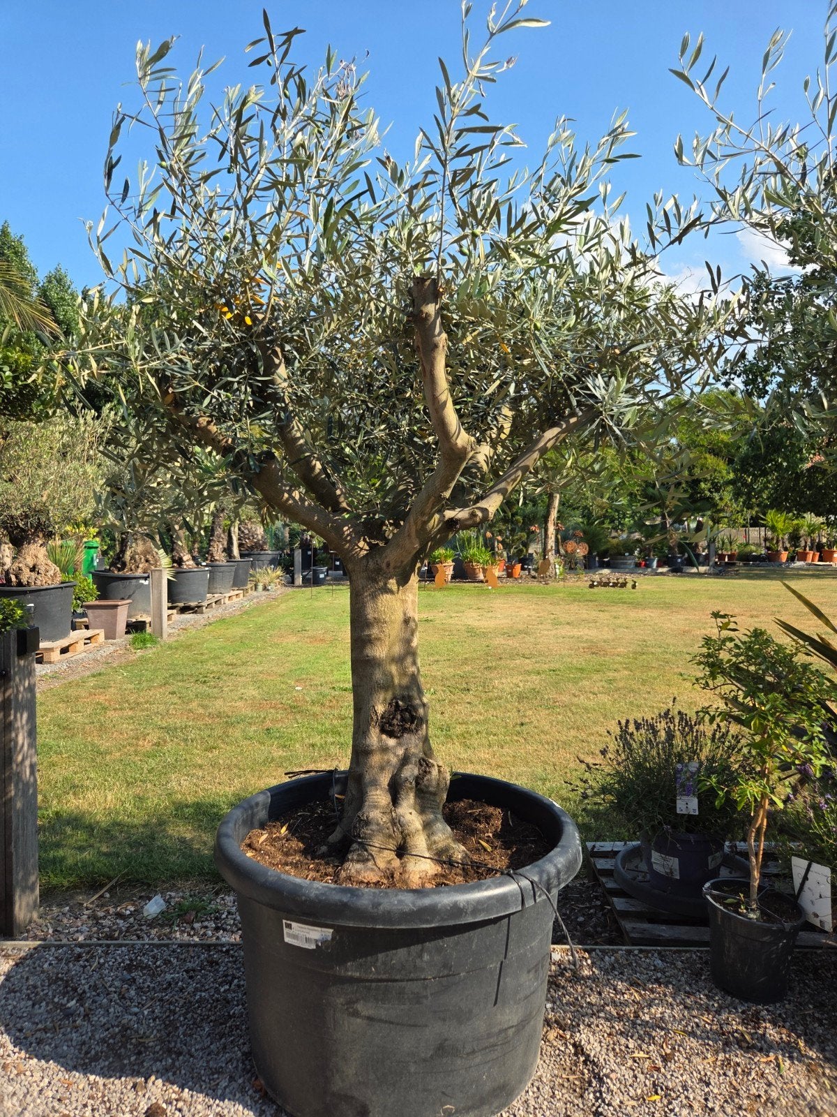 Olijfboom Olea Europaea mooi vertakt, Jardin & Terrasse, Plantes | Arbres, Olivier, Enlèvement