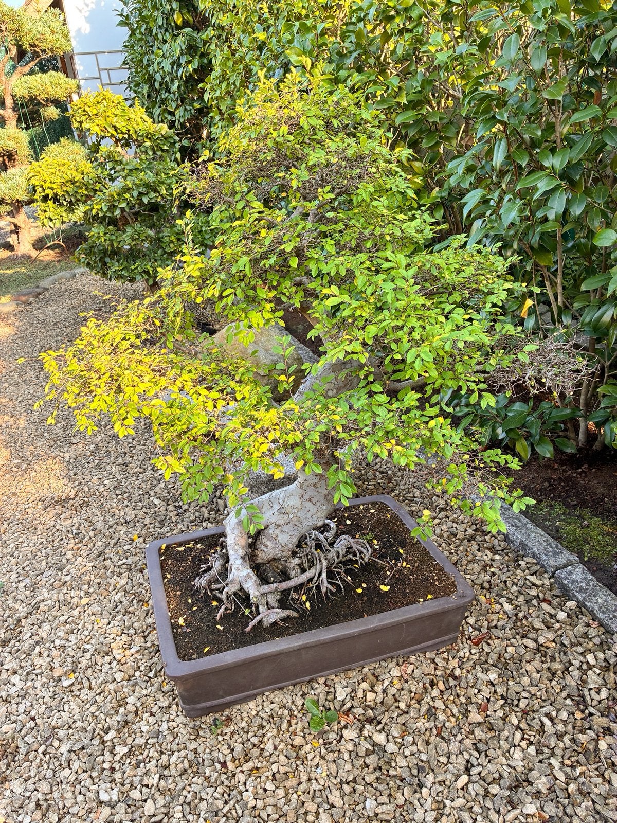 Ulmus Parvifolia Bonsai, Enlèvement