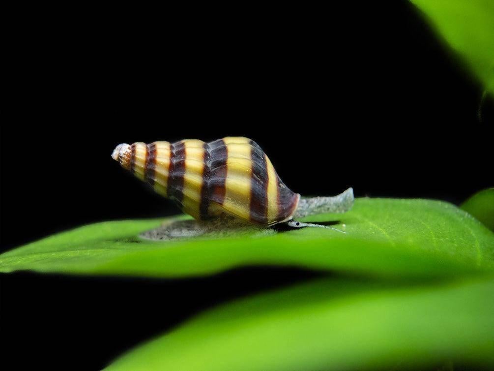 Escargot Helena – Anentome Helena (Escargot Assassin), Ophalen, Nieuw, Overige typen