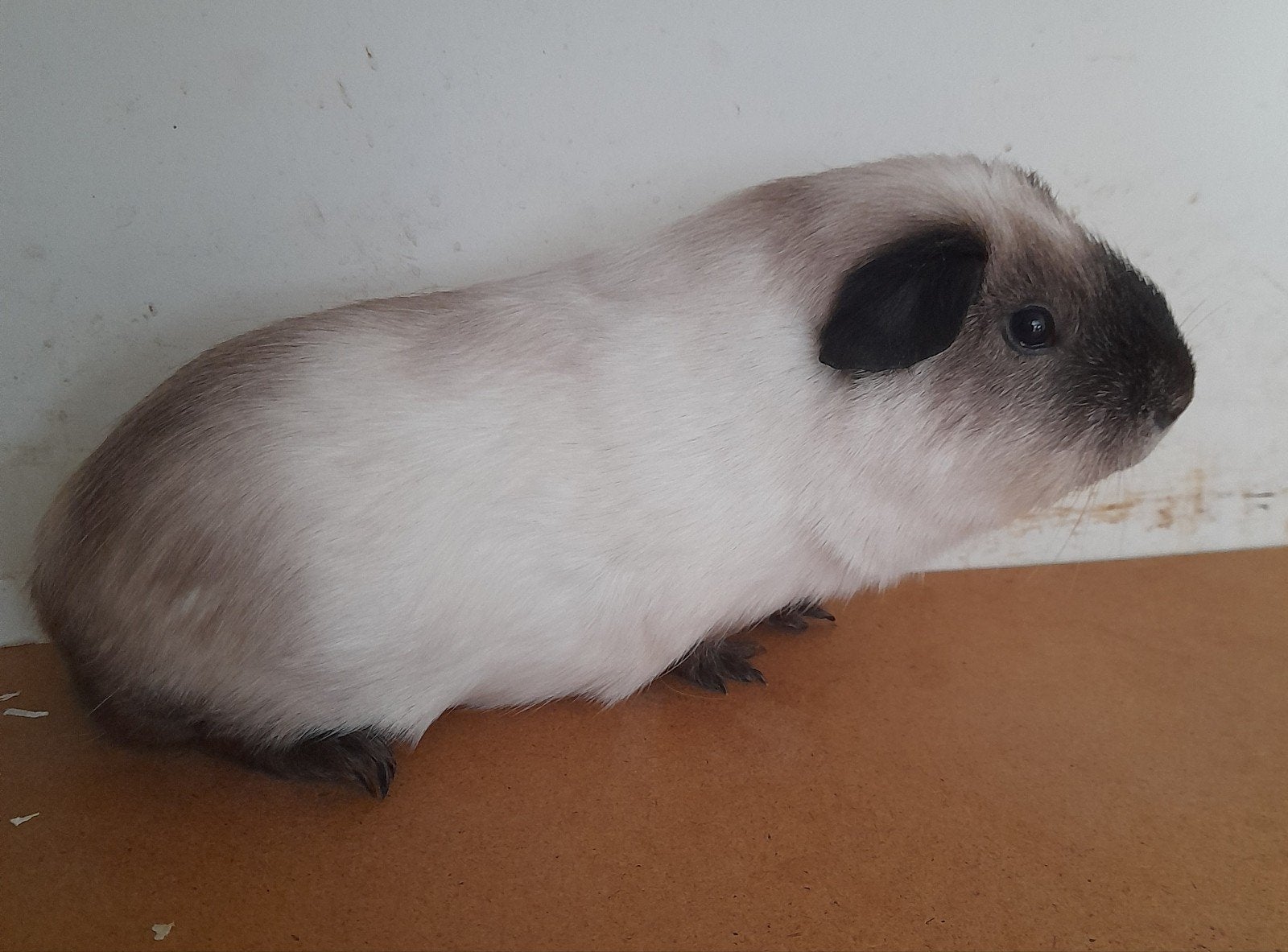 Cali beertjes en zeugjes, Dieren en Toebehoren, Mei, Meerdere dieren, Cavia