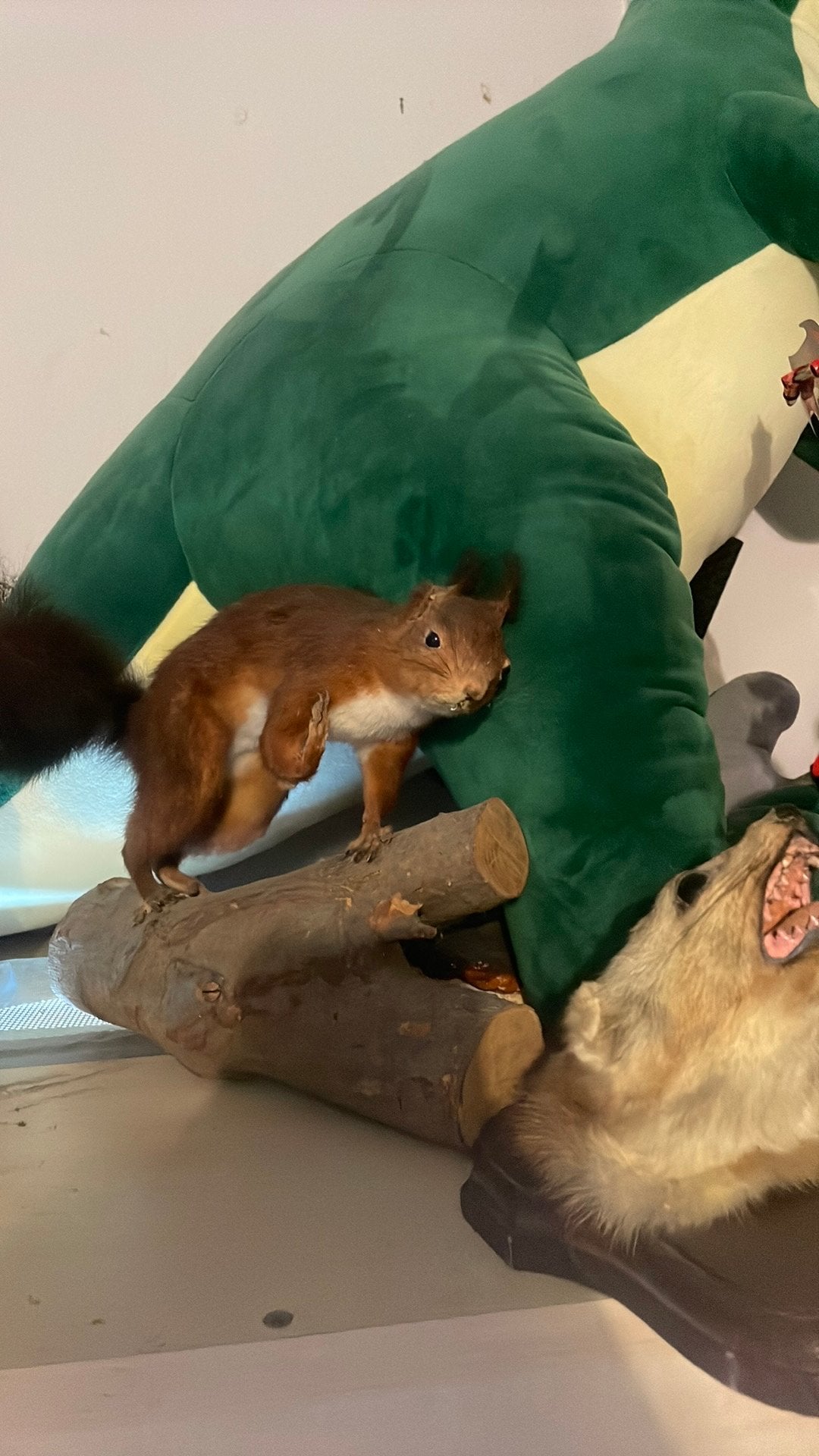 Taxiderie écureuil, Antiquités & Art, Antiquités | Cartes scolaires, Enlèvement