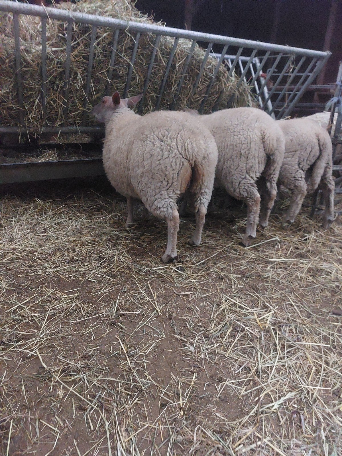 4 mooie jonge rouge de l'Ouest ooien, Dieren en Toebehoren