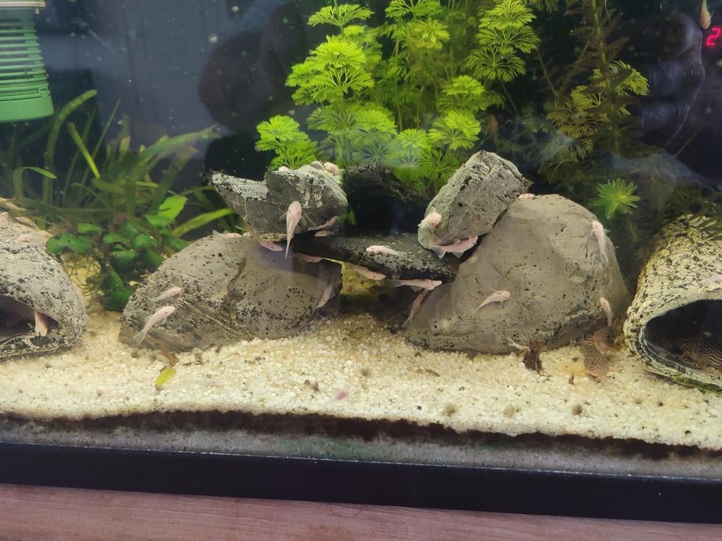 Ancistrus Snow White, Dieren en Toebehoren, Vissen | Aquariumvissen, Zoetwatervis
