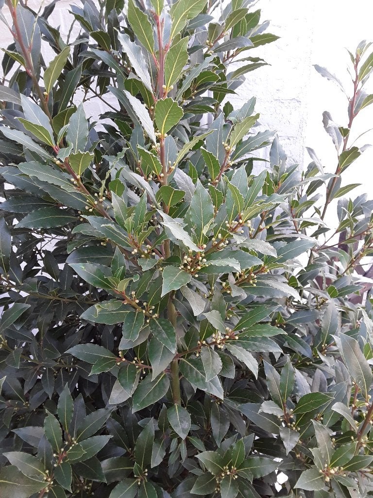 Laurier, Tuin en Terras, Ophalen, Vaste plant