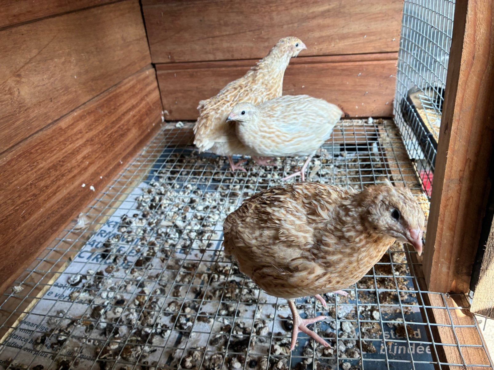Kwartels, Plusieurs animaux