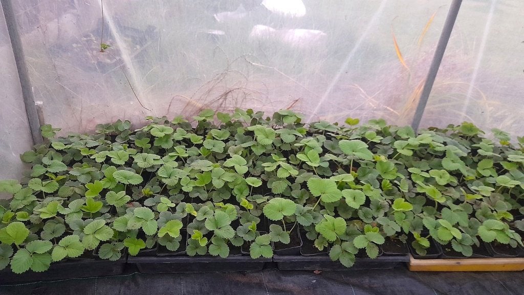 AARDBEIPLANTEN ‘MAXIM’, Ophalen, Volle zon, Vaste plant, Zomer
