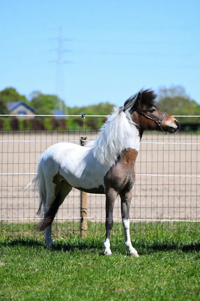 AMHA / Miniatuurpaard hengstje, Étalon, Avec pedigree, 0 à 2 ans