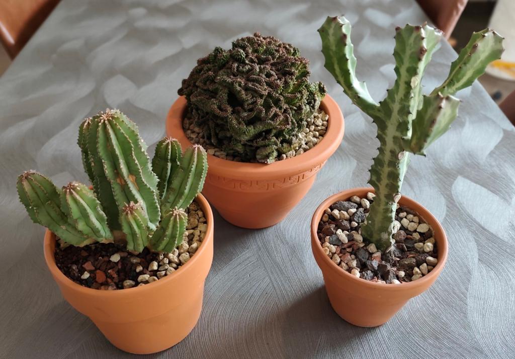 3 euphorbia's in terracotta pot, Ophalen