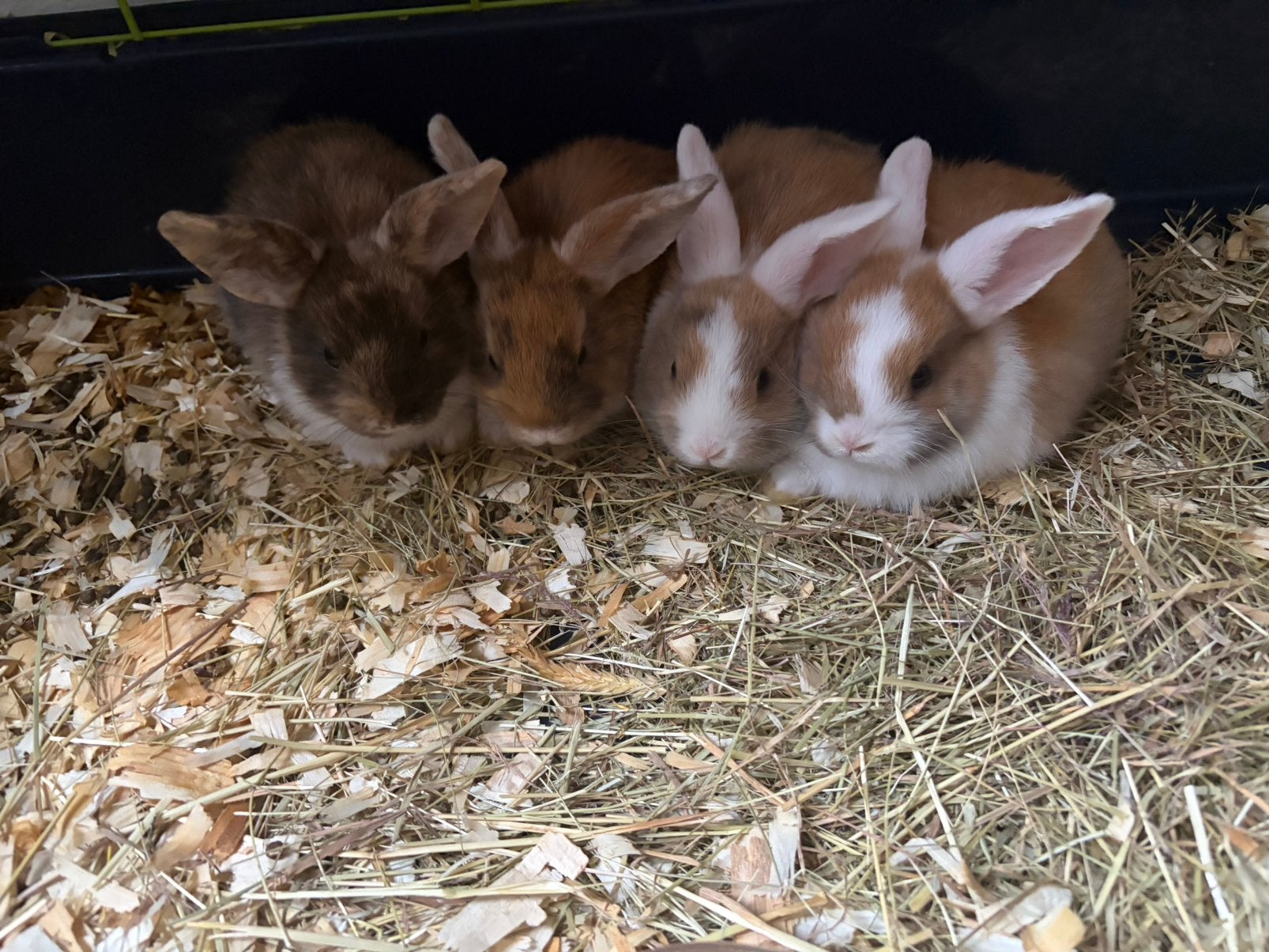 Dwerg konijntjes, Dieren en Toebehoren, Augustus, Meerdere dieren, Overige typen, Tam