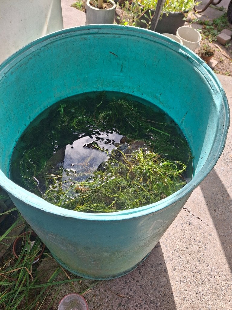 Waterpest elodea, Tuin en Terras, Ophalen