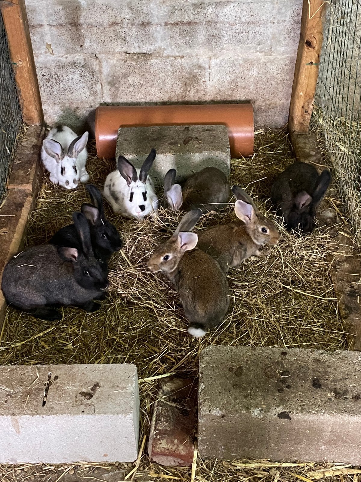 Jonge konijnen, Dieren en Toebehoren, Konijnen, Meerdere dieren, Middelgroot, 0 tot 2 jaar