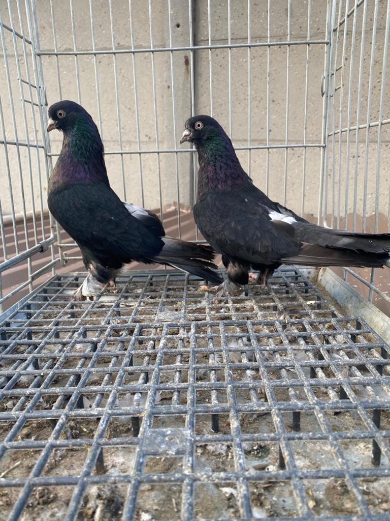 Takla restasi musul gaga, Dieren en Toebehoren, Vogels | Duiven