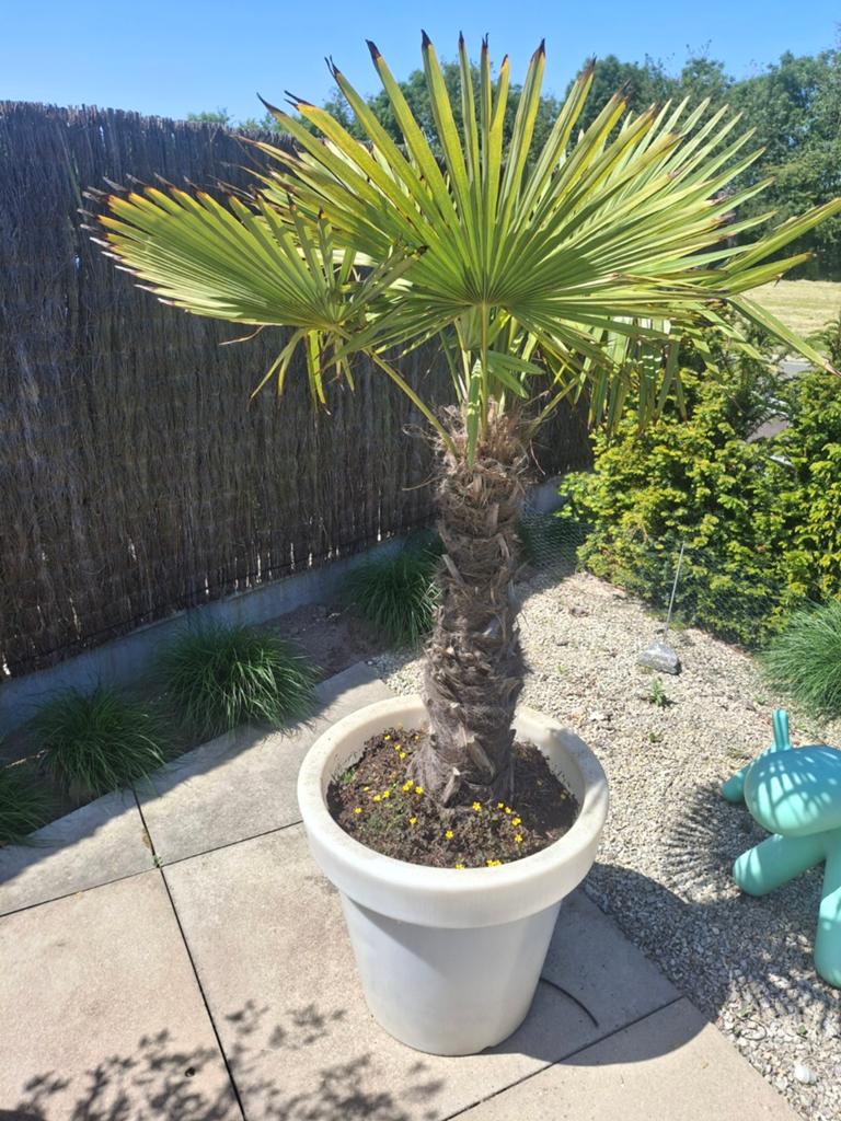 Palmboom met pot, Tuin en Terras, Ophalen, Palmboom