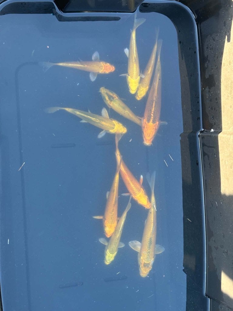 10x Yamabuki & Metallic Koi – Eigen Kweek, Animaux & Accessoires, Carpe ou Koï