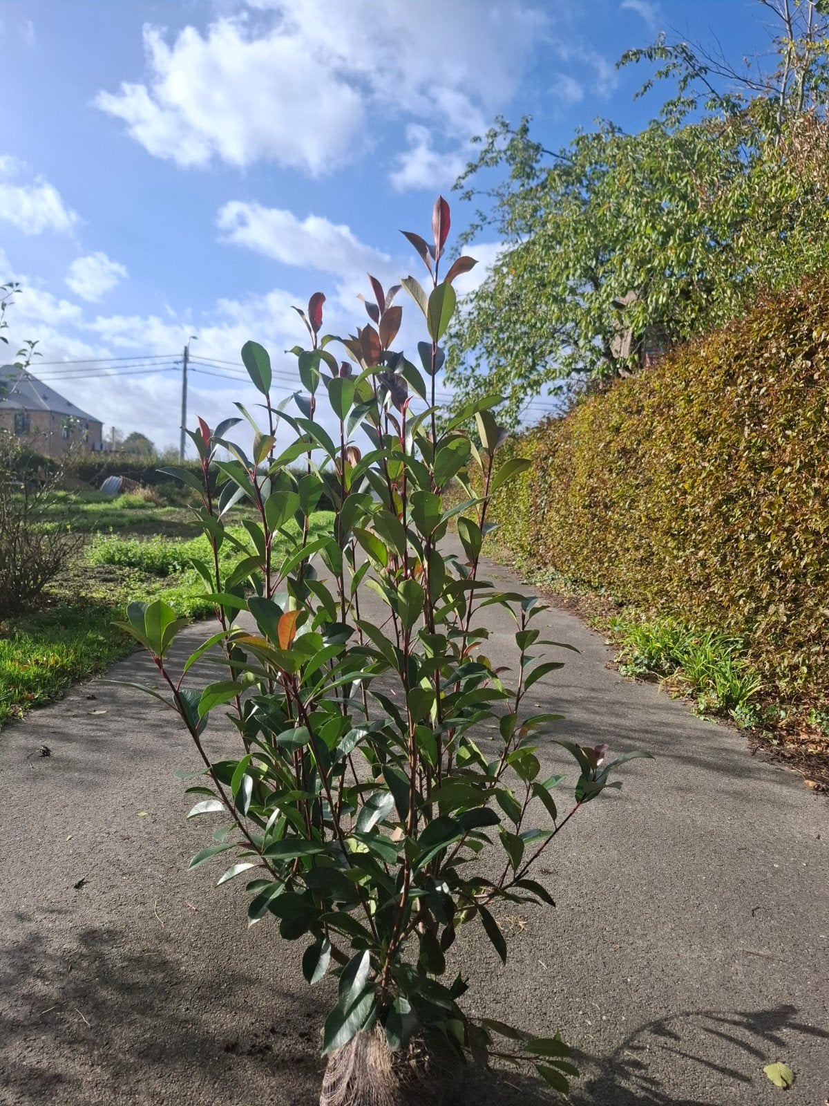 photinia ' Red robin' - glansmispel, Ophalen, Laurier, Haag