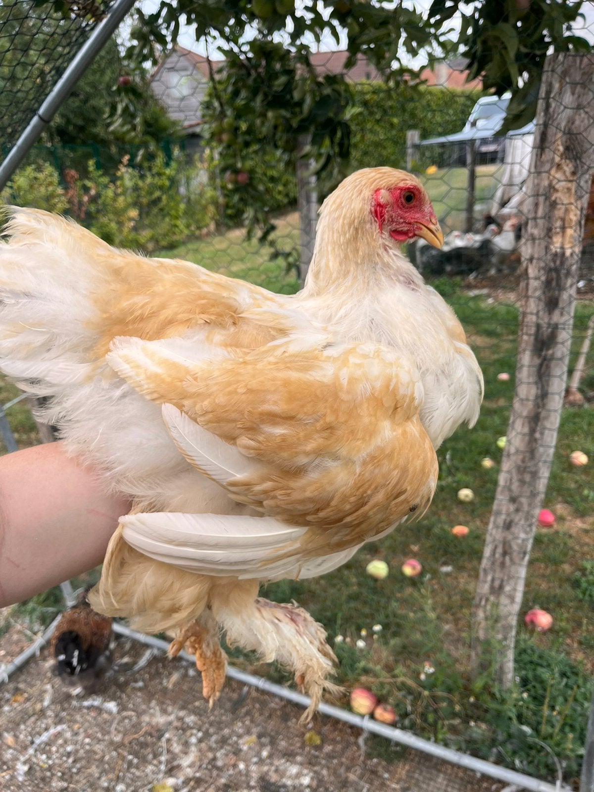 Twee brahma’s van eind april, Sexe inconnu