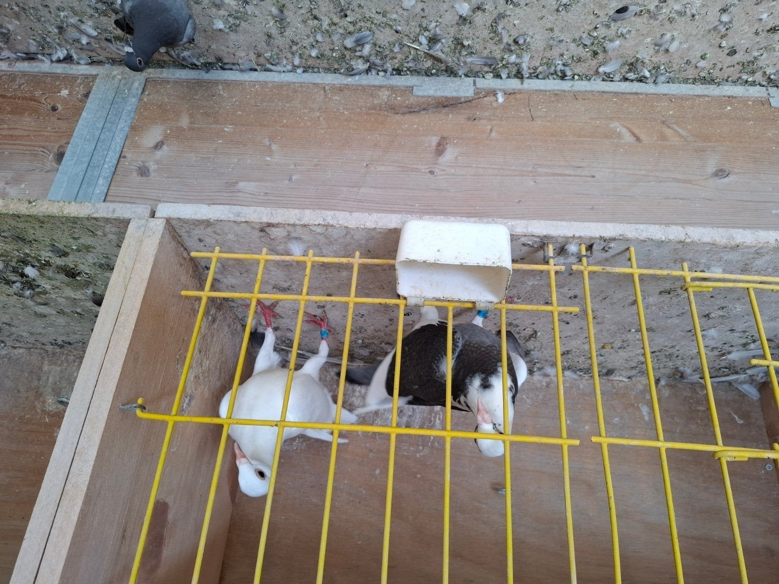 koppel zomerjonge reisduiven bont en wit, Dieren en Toebehoren, Vogels | Duiven