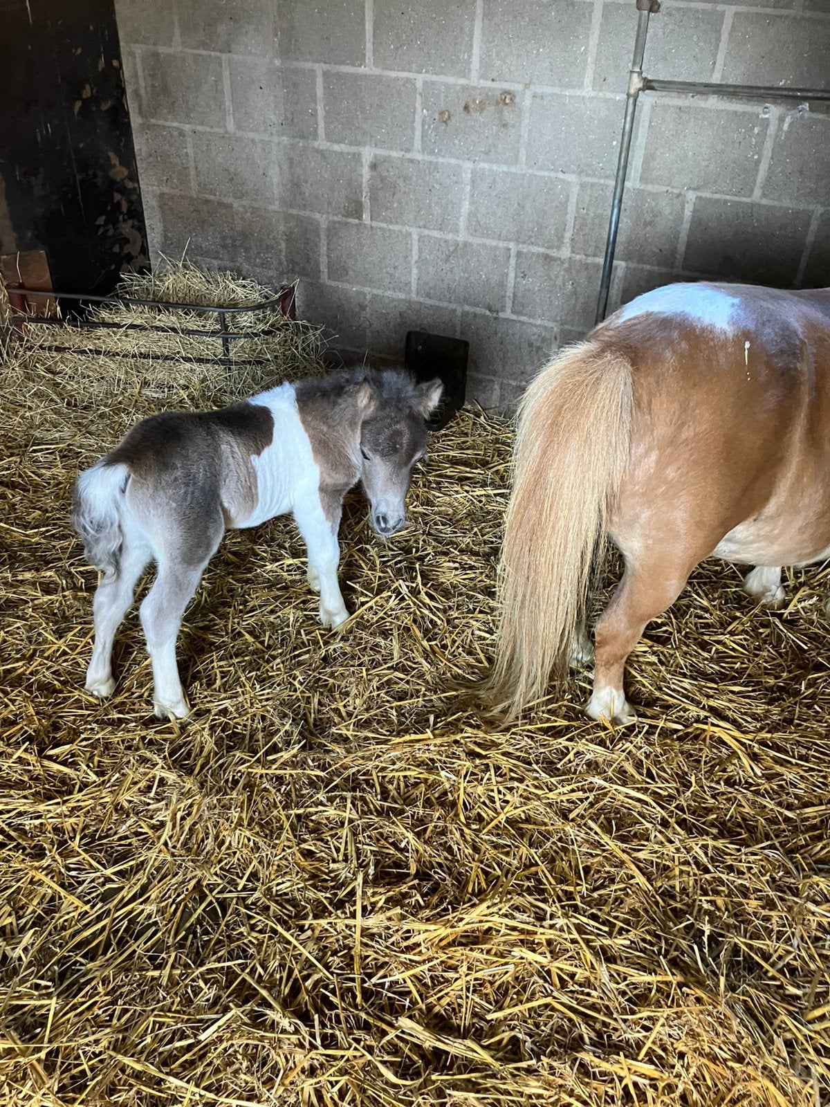 Ultimo van ‘t Sikkelhof zoekt een nieuw huisje, Dieren en Toebehoren, Pony's
