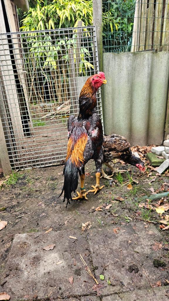Shamo haan, Dieren en Toebehoren, Pluimvee