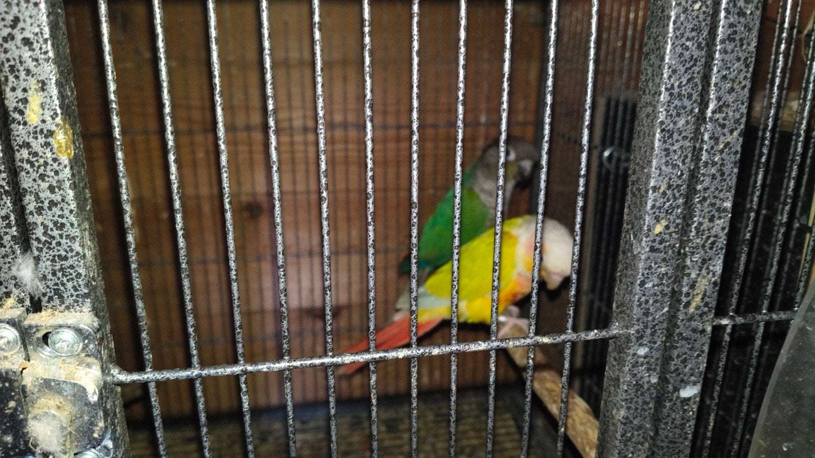 koppel phyruras, Meerdere dieren, Parkiet, Geringd
